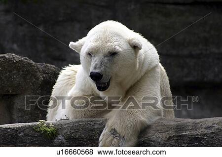 Stock Photo - mueder, Austria, kampfer, camphora, bear, animal. Fotosearch