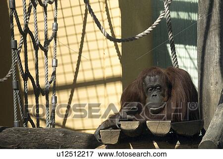 Orang Utan, Pongo pygmaeus, vivarium, Vienna, zoo, Capitol, schoenbrunn View Large Photo Image Stock Photo - Orang Utan, Pongo pygmaeus, vivarium, Vienna, zoo, Capitol, schoenbrunn. Fotosearch