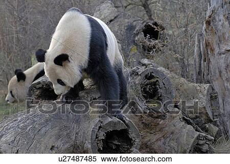 Stock Photography - Pandas, PAARUNGSRITUAL, bear, PANDABäR, panda, ANIMALISCH. Fotosearch