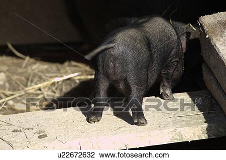 sows, piggy, piglet, shoat, piggies, dirtiness, disgrace View Large Photo Image Stock Image - sows, piggy, piglet, shoat, piggies, dirtiness, disgrace. Fotosearch