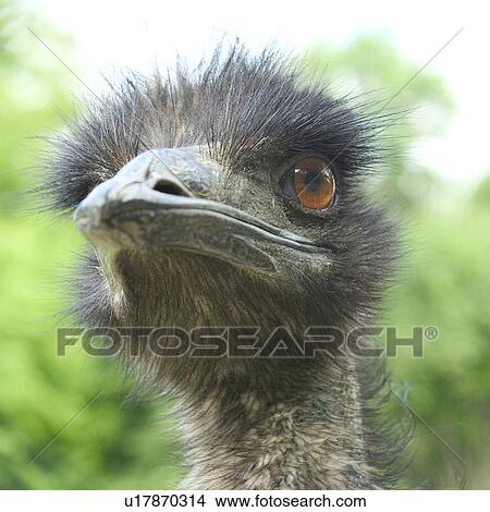 strauss, alfred, animals, aves, bird, camelus View Large Photo Image Picture - strauss, alfred, animals, aves, bird, camelus. Fotosearch
