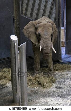 tusks, vivarium, Vienna, Capitol, zoo, schoenbrunn View Large Photo Image Stock Photo - tusks, vivarium, Vienna, Capitol, zoo, schoenbrunn. Fotosearch