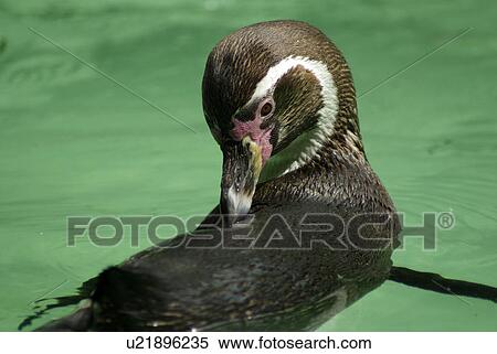 waters, aquatic, zoo, penguin, water, animals, close-up View Large Photo Image Stock Photography - waters, aquatic, zoo, penguin, water, animals, close-up. Fotosearch