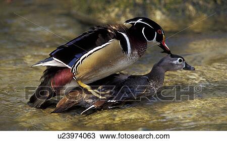 witwenente, witwenpfeifgans, anatinae, animals View Large Photo Image Stock Image - witwenente, witwenpfeifgans, anatinae, animals. Fotosearch