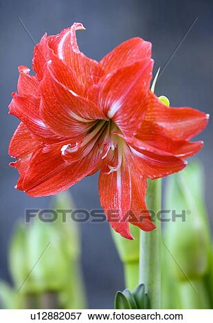 Amaryllis flower View Large Photo Image Stock Photo - Amaryllis flower. Fotosearch