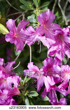 Azalea flowers View Large Photo Image Stock Photography - Azalea flowers. Fotosearch