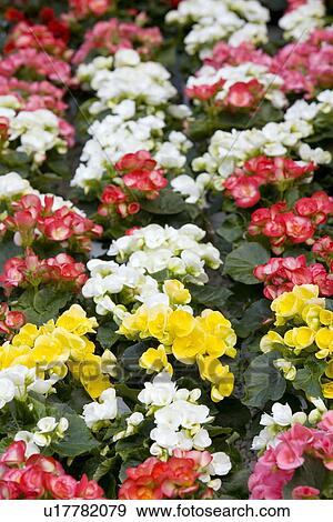 Begonia flowers View Large Photo Image Stock Photo - Begonia flowers. Fotosearch