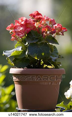 Begonia plant View Large Photo Image Stock Photo - Begonia plant. Fotosearch