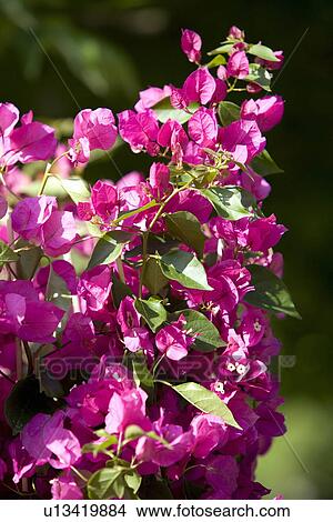 Bougainvilla flowers View Large Photo Image Picture - Bougainvilla flowers. Fotosearch