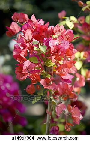 Picture - Bougainvilla flowers. Fotosearch