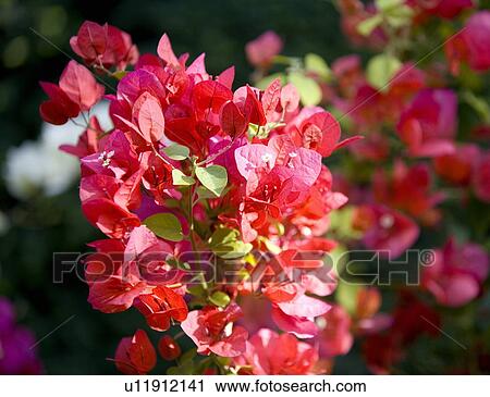 Stock Image - Bougainvilla flowers. Fotosearch
