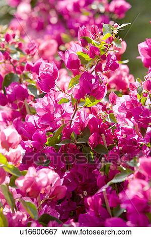 Bougainvilla flowers Stock Photo | u16600667 | Fotosearch