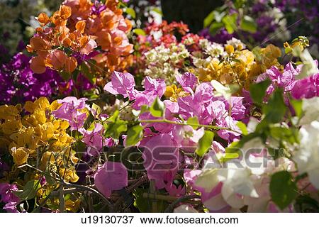 Bougainvilla flowers View Large Photo Image Stock Photo - Bougainvilla flowers. Fotosearch