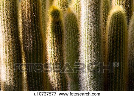 Stock Photo - Cactus (cleistocactus straussi). Fotosearch
