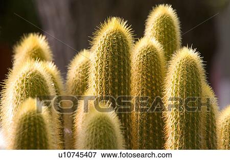 Cactus (cleistocactus straussi) View Large Photo Image Stock Photo - Cactus (cleistocactus straussi). Fotosearch