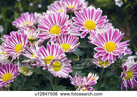 Stock Photo - Chrysanthemum flowers. Fotosearch