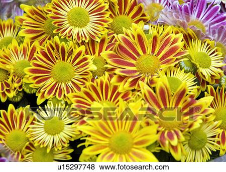 Stock Photo - Chrysanthemum flowers. Fotosearch