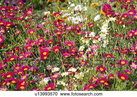 Dimorphotheca ecklonis flowers View Large Photo Image Stock Image - Dimorphotheca ecklonis flowers. Fotosearch