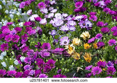 Dimorphotheca ecklonis flowers View Large Photo Image Stock Image - Dimorphotheca ecklonis flowers. Fotosearch