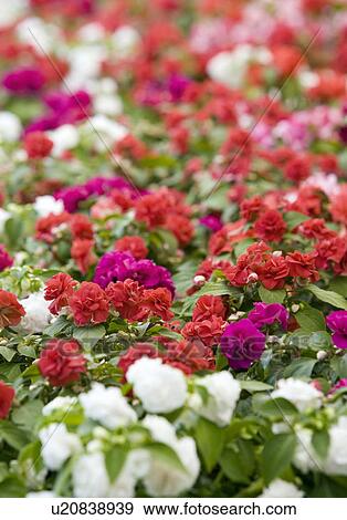 Stock Photo - Erotakia flowers. Fotosearch