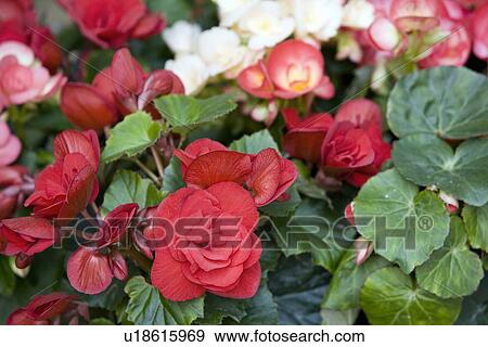 Stock Photo - Flowers. Fotosearch