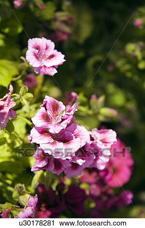 Stock Image - Geranium (pelargonium x hortorum) flowers. Fotosearch