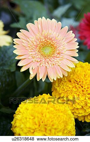 Stock Photo - Gerbera and marigold flowers. Fotosearch