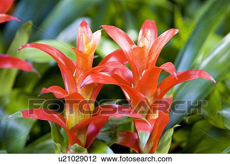 Guzmania flowers View Large Photo Image Stock Image - Guzmania flowers. Fotosearch
