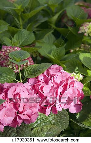 Hydrangea flowers View Large Photo Image Stock Image - Hydrangea flowers. Fotosearch