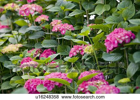 Hydrangea flowers View Large Photo Image Stock Photo - Hydrangea flowers. Fotosearch