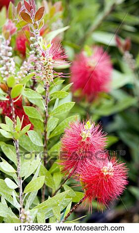 Stock Photography - Kalistimonus flowers. Fotosearch