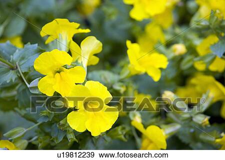 Nasturium flowers View Large Photo Image Stock Photo - Nasturium flowers. Fotosearch