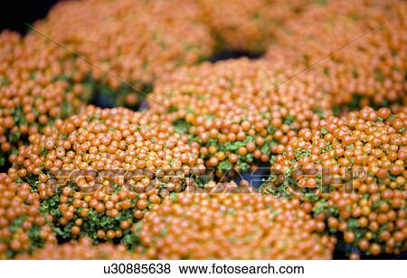 Nertera flowers View Large Photo Image Stock Photo - Nertera flowers. Fotosearch