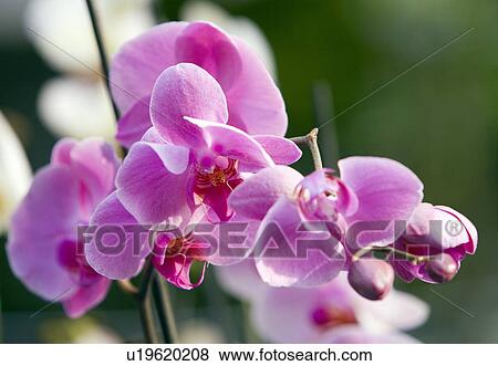 cymbidium orchid flowers fotosearch