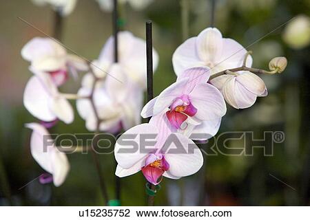 Orchid phalaenopsis flowers View Large Photo Image Stock Image - Orchid phalaenopsis flowers. Fotosearch
