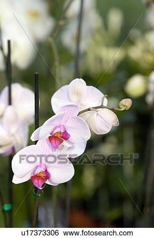 Stock Photograph - Orchid phalaenopsis flowers. Fotosearch