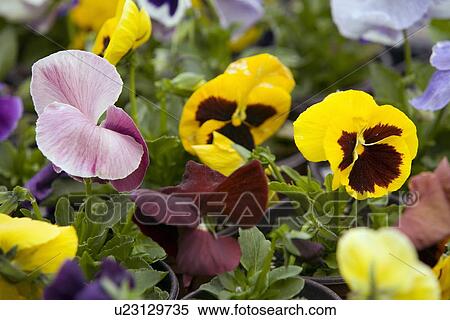 Pansy flowers View Large Photo Image Stock Photography - Pansy flowers. Fotosearch