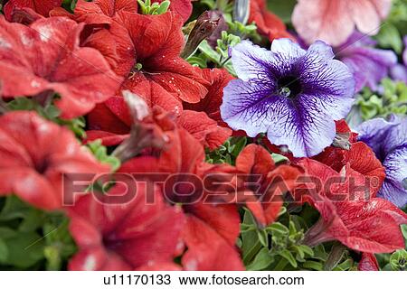 Stock Image - Petunia flowers. Fotosearch