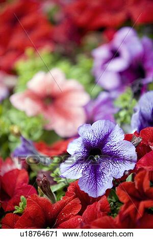 Stock Image - Petunia flowers. Fotosearch