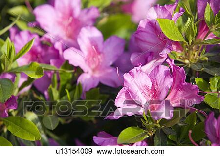 Stock Photo - Rhododendron flowers. Fotosearch