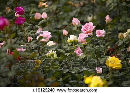 Rose bush View Large Photo Image Stock Image - Rose bush. Fotosearch