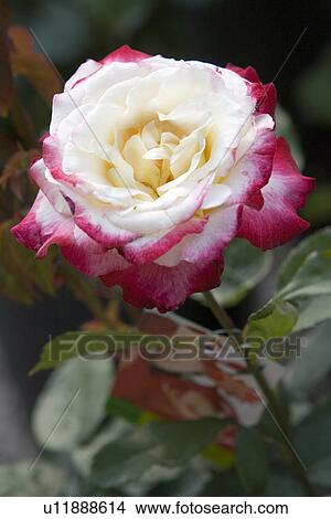 Rose View Large Photo Image Picture - Rose. Fotosearch