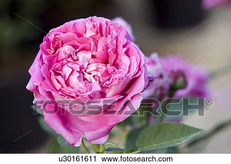 Rose View Large Photo Image Stock Image - Rose. Fotosearch