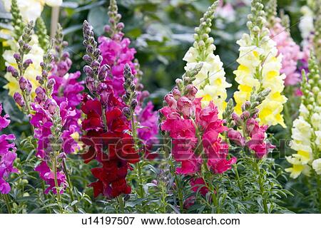 Stock Photo - Snapdragon flowers. Fotosearch