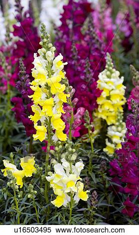 Snapdragon flowers View Large Photo Image Stock Photography - Snapdragon flowers. Fotosearch