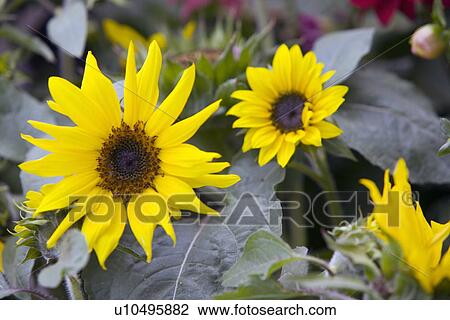 Stock Image - Sunflowers. Fotosearch
