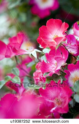 Wild roses View Large Photo Image Stock Image - Wild roses. Fotosearch