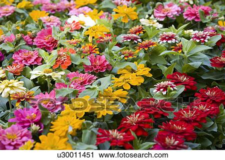Zinnia flowers View Large Photo Image Stock Image - Zinnia flowers. Fotosearch