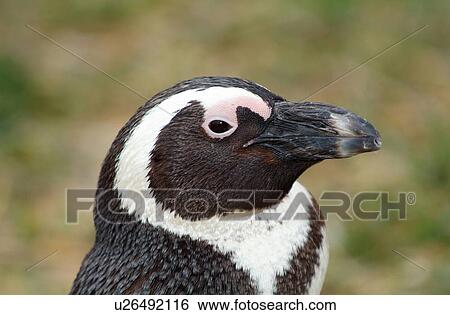 Stock Photograph - African penguin. Fotosearch