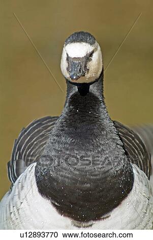 Stock Image - Barnacle goose. Fotosearch